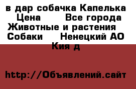 в дар собачка Капелька › Цена ­ 1 - Все города Животные и растения » Собаки   . Ненецкий АО,Кия д.